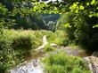 stream in valley