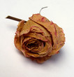 Dried rose, romance