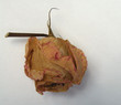 Dried rose proof of love