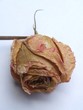 Romance, old rose