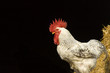Rooster in the farm