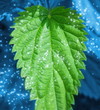 Mint leaf Mint leaf