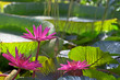 Jardin Tropical