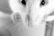 Rattus norvegicus domestica