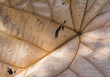 Dry, large tropical leaf. Dry, large tropical leaf.