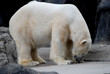 Praying Polar Bear