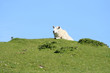 sheep sitting on ridge sheep sitting on ridge