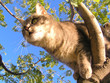 tabby kitten climbing up in a tree