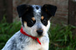 Heeler Pup 5
