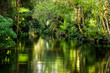 A magnificent rainforest creek A magnificent rainforest creek