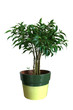 Ficus