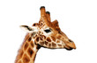 Foto: Head of a handsome giraffe, isolated on white background. Head of a handsome giraffe, isolated on white background.