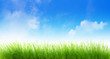Herbes sur fond de ciel bleu