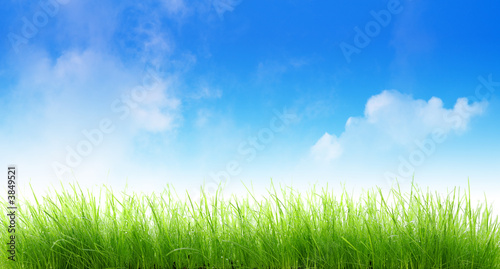 Herbes sur fond de ciel bleu