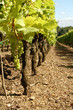 Pied de vigne