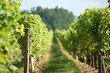Rang vigne