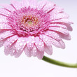 Gerberas 004
