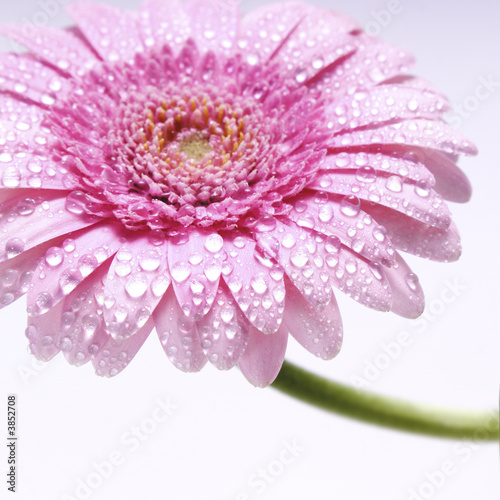 Photo: Gerberas 004 Gerberas 004