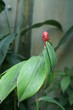 fleur rouge dans une serre à Honfleur