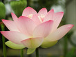 Lotus Flower