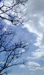 Tree shadow against blue sky