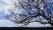 old tree against the sky