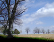 Tree foreground and shadow