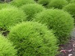Green Green