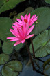 pink water lilies and lily pads in water