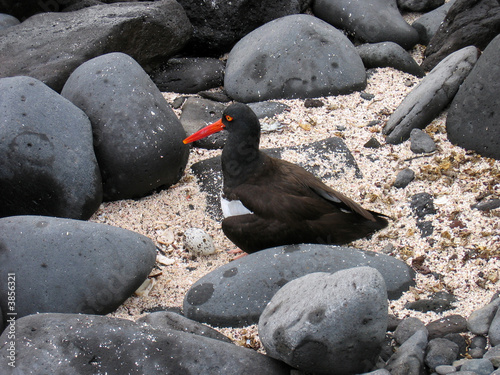 Photo: American Oystercatcher guards its Egg American Oystercatcher guards its Egg