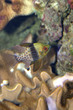 Fish swimming in the sea