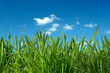 Foto: Gras Gras