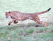 Cheetah running on open plains