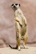 Erdmännchen I