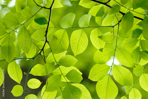 Beautiful green leaves of an American Yellow Wood