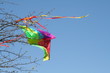 Captured Kite Captured Kite