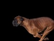 chien boxer au galop