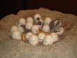 Dinosaur's nest