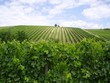 vignes vignes