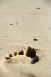 foot prints on the sand