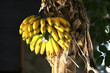 banane gelb am baum