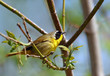 Yellow masked bird