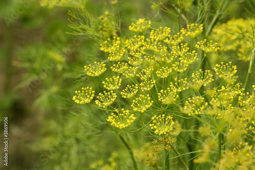 Macro of green dill with many flowers and stamen