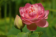 Lotus Flower & New Lotus Shoot