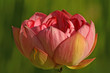 Reddish Pink Lotus 