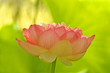 Pink Lotus W/Backlit Lotus Leaves