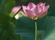 Pink Lotus W/Lotus Leaves