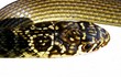 serpent