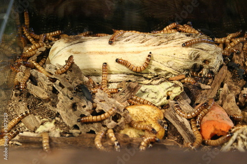 Photo: worms worms