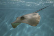 rochen schwimmt im wasser